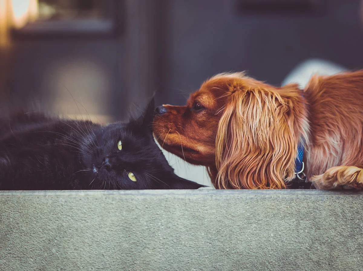 Veterinarian in Appleton, WI 54915 Crossroads Veterinary Clinic