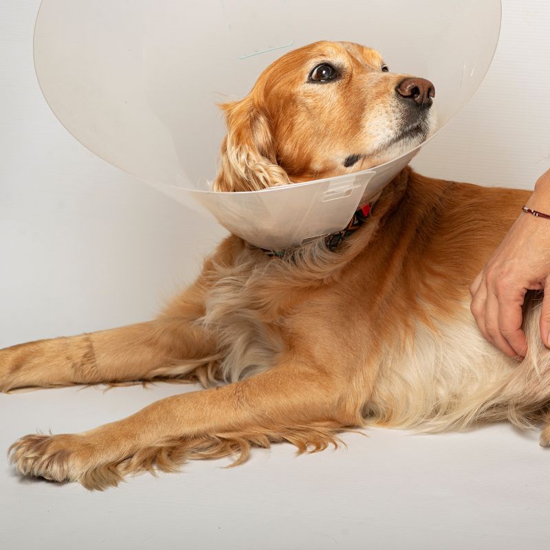 a dog lying down with a cone around its neck