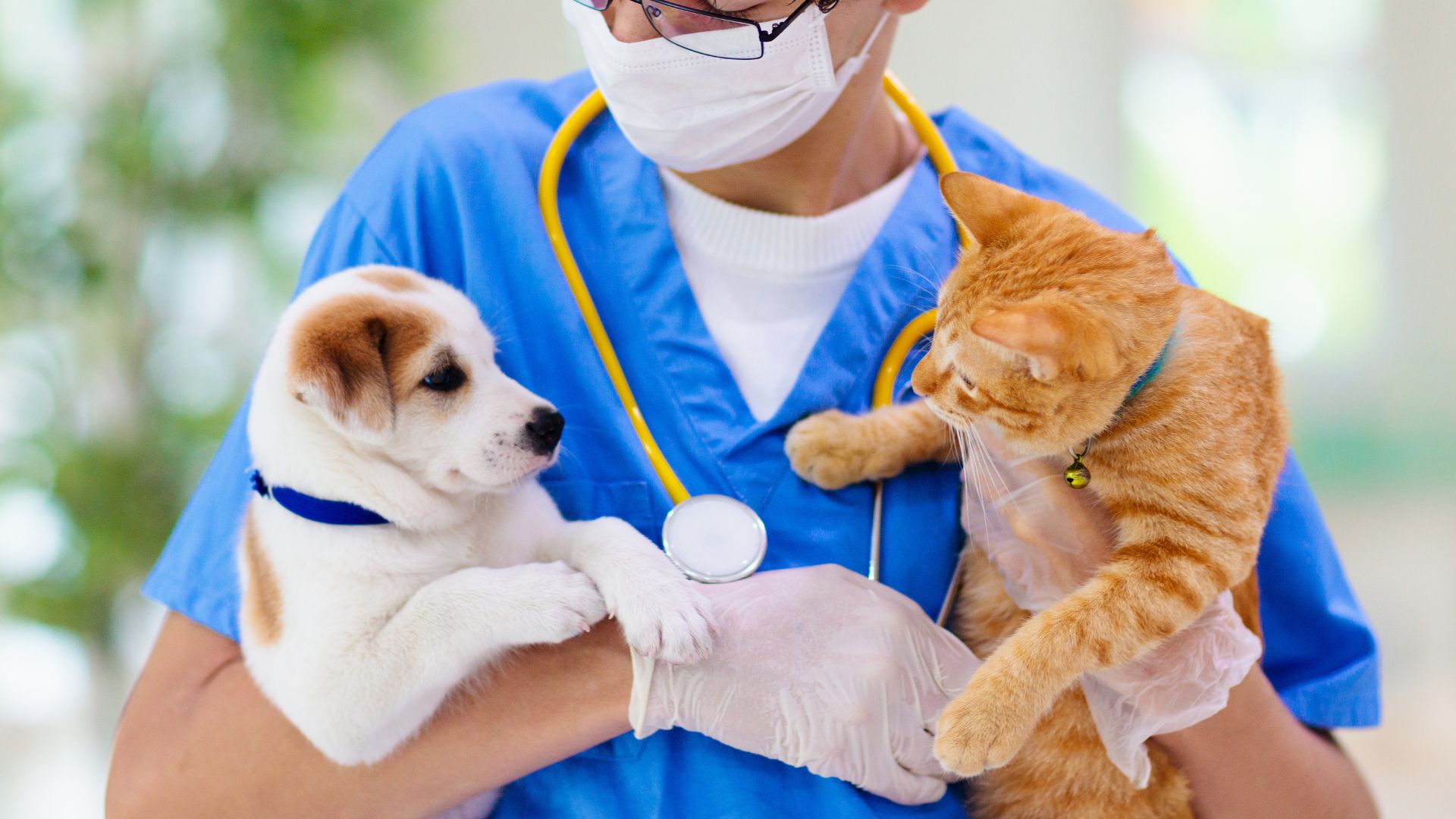 Puppy and Kitten Care in Appleton, WI 54915 Crossroads Veterinary Clinic
