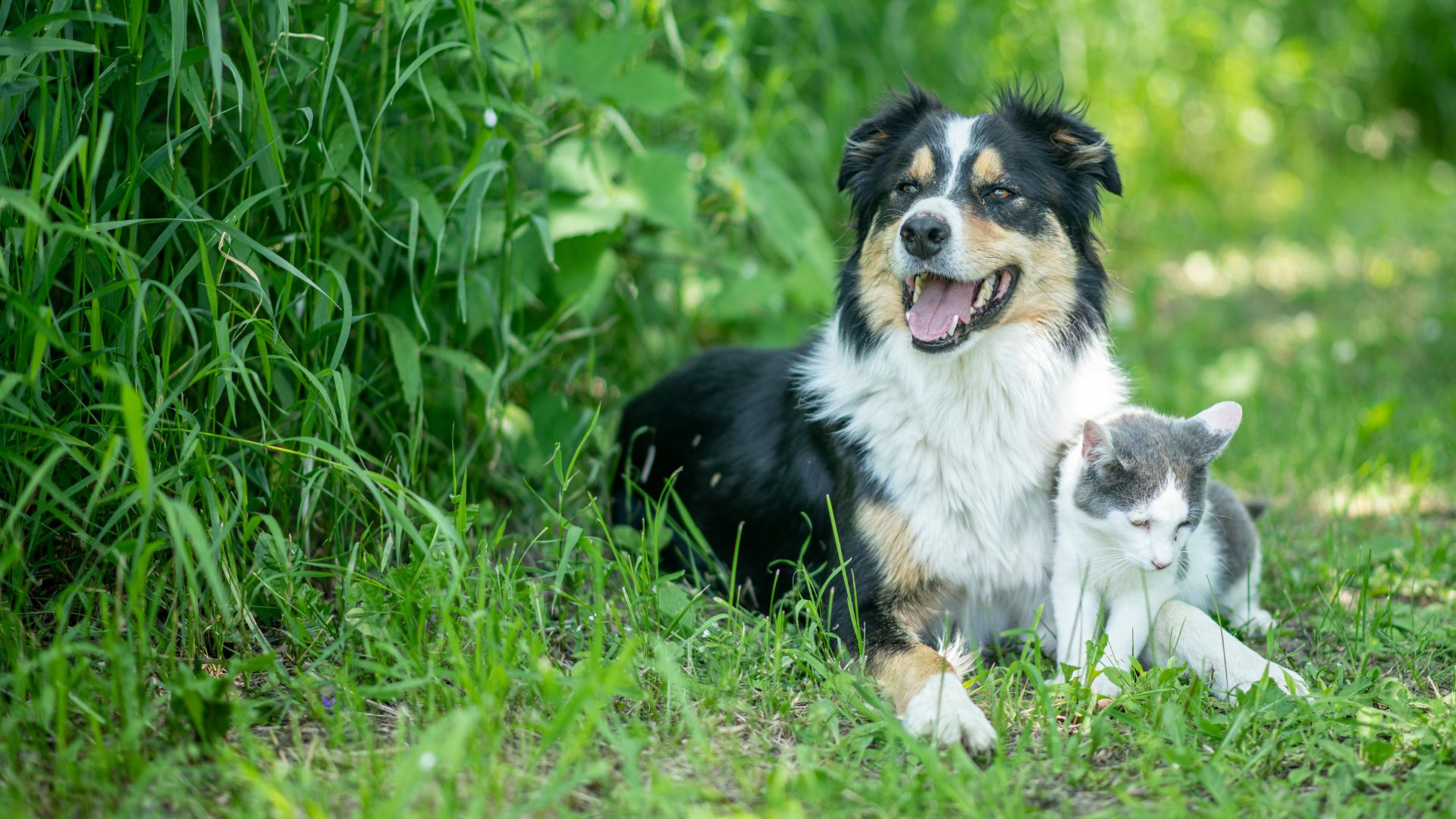 Crossroads Veterinary Clinic Gallery Vet Clinic in Appleton, WI 54915