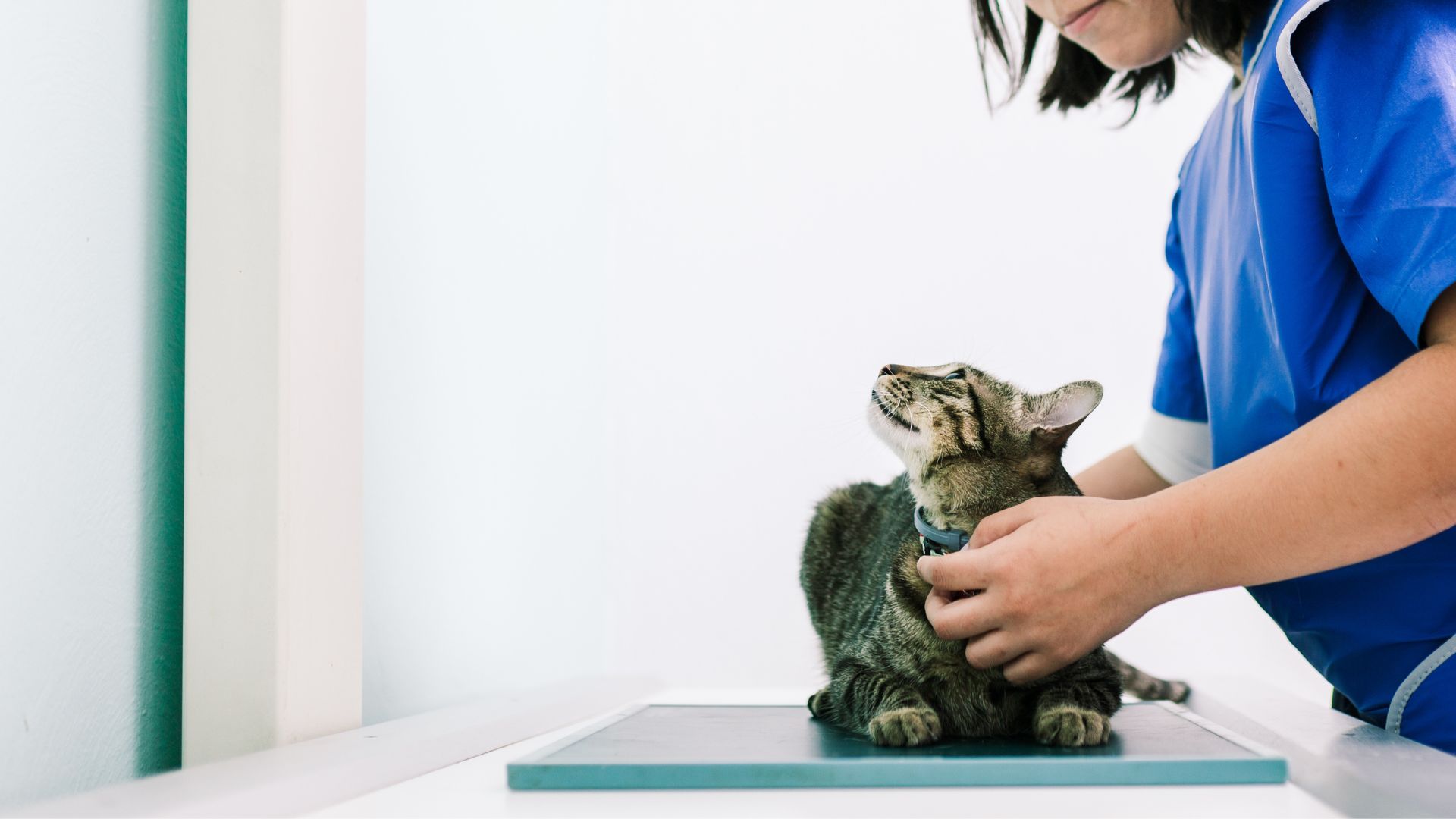 Pet Digital Radiographs in Appleton, WI 54915 Crossroads Veterinary