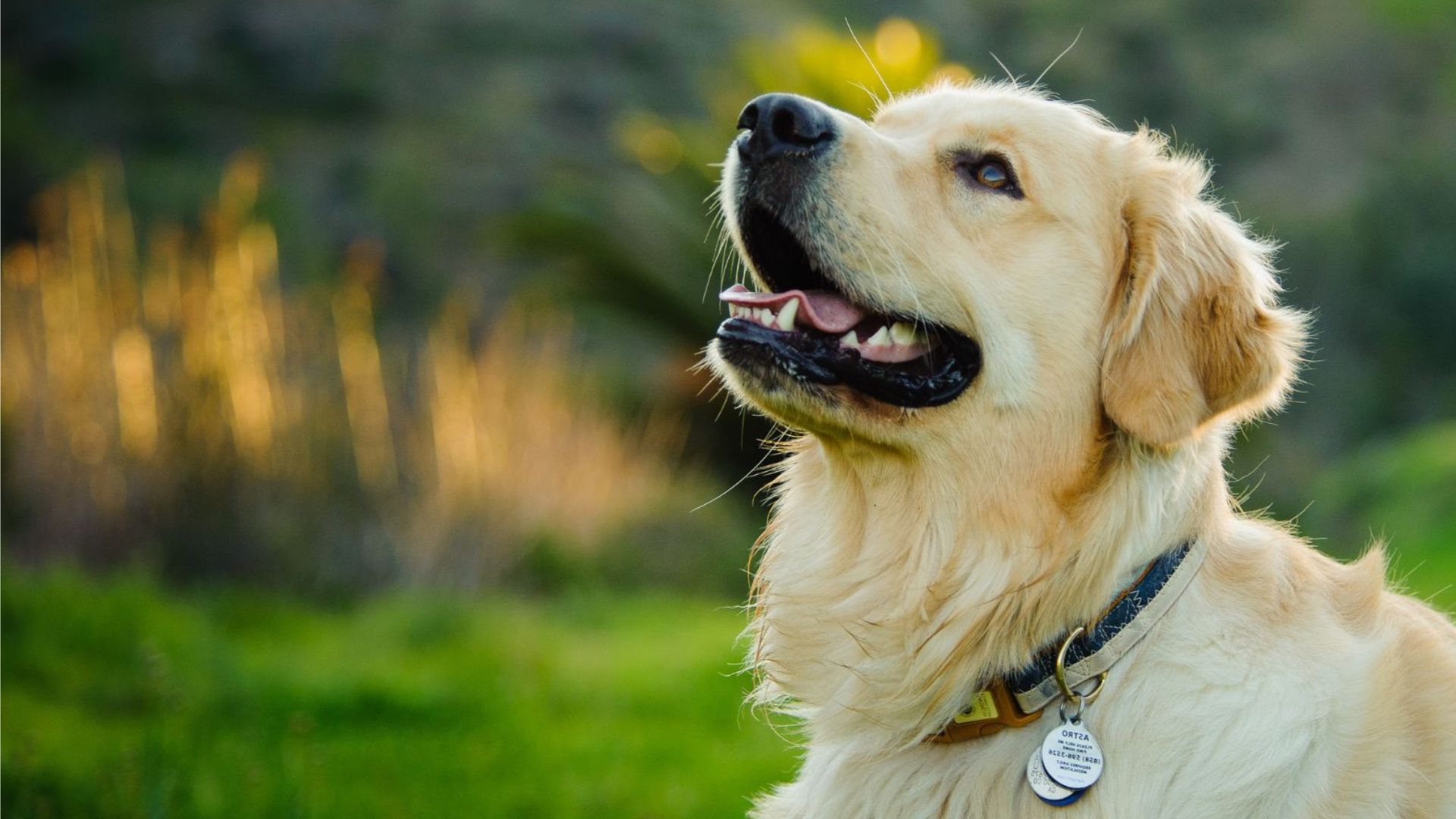 Pet Microchipping in Appleton, WI 54915 Crossroads Veterinary Clinic