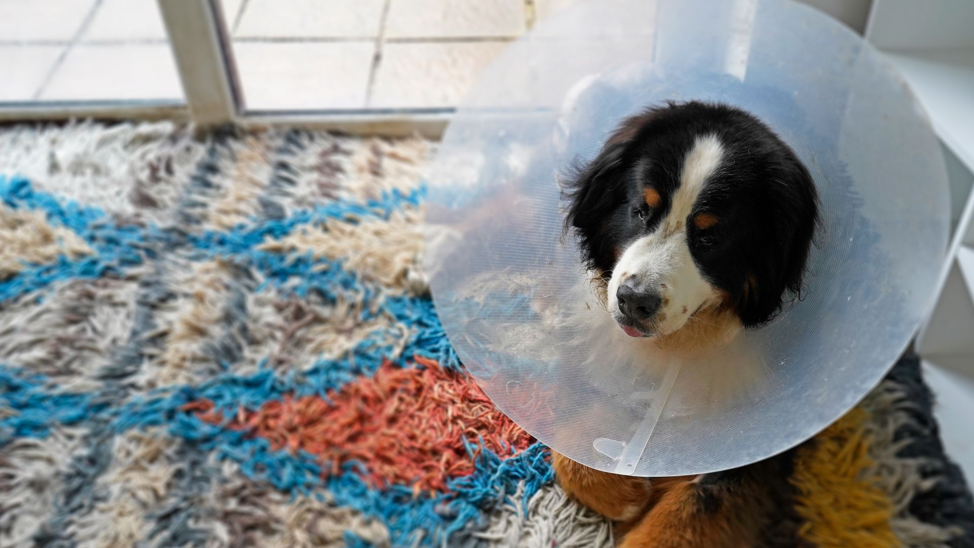 Pet Surgical Services in Appleton, WI 54915 Crossroads Veterinary Clinic